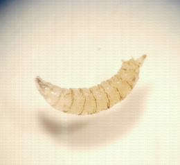 Larve de Drosophila suzukii 2